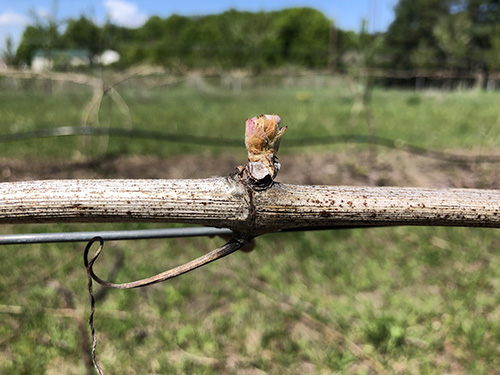 Fig 8_May 23 2018_2(close-up bud break)